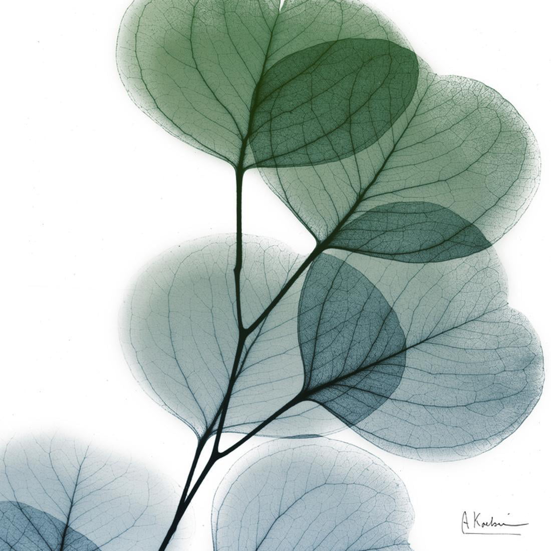Dull Eucalyptus Botanical Plant Leaves Turquoise Teal X Ray Photo