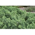 thumbnail image 6 of Juniper Parsoni  2 Large Gallon Size Plants  Juniperus Squamata Expansa Parsons  Drought Tolerant Cold Hardy Evergreen Groundcover, 6 of 9