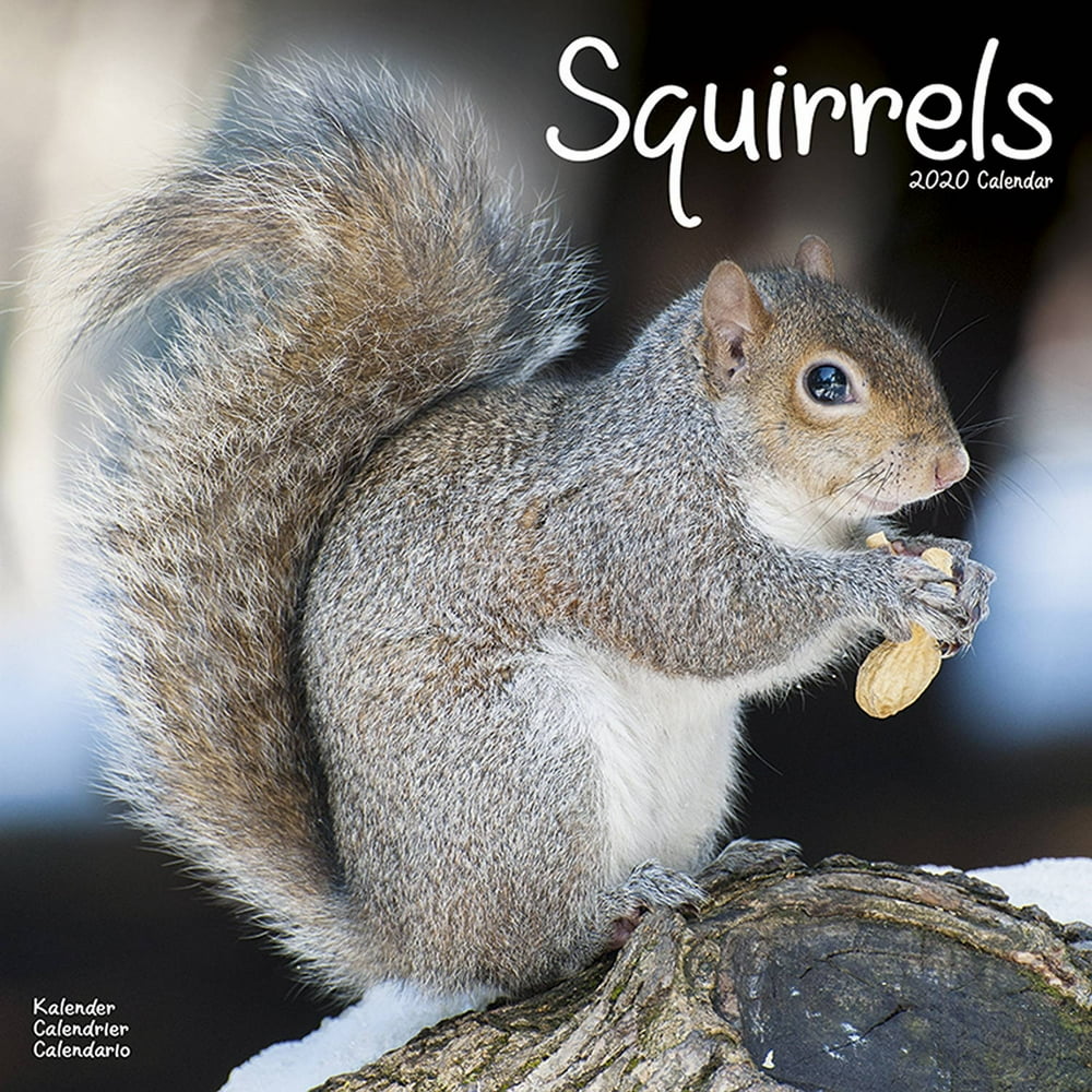 Squirrels Wall Calendar 2020 by Avonside