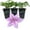 3 Plants, variant on Clematis Rosalie - Live Starter Plant in a 2 Inch Growers Pot - Starter Plants Ready for The Garden - Rare Clematis for Collectors