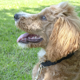 thumbnail image 5 of Colores brillantes: collar de nailon de lujo para perros con hebillas, 5 of 5