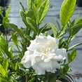 thumbnail image 6 of August Beauty Gardenia - Gardenia jasminoides 'August Beauty', 6 of 8