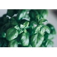 thumbnail image 4 of Grandi Foglie Valentino Basil Seeds/Annual/Full Sun/17K Seeds 1 oz/ Zellajake Farm and Garden - B274, 4 of 5