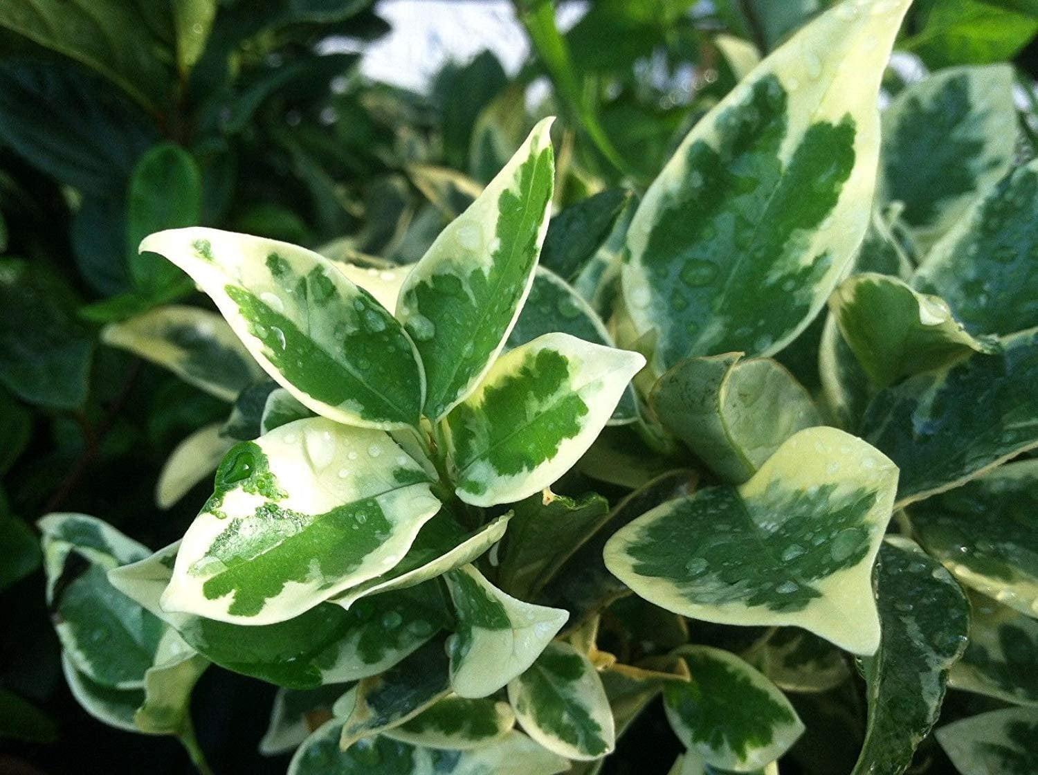 Ligustrum Japonicum Jack Frost Privet - 40 Live Plants - Variegated Evergreen Hedge