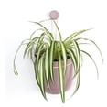 thumbnail image 1 of Maceta Colgante Pequeña Lavanda Wally Colgante Loop MAWPGRSM-LVDR, 1 of 3