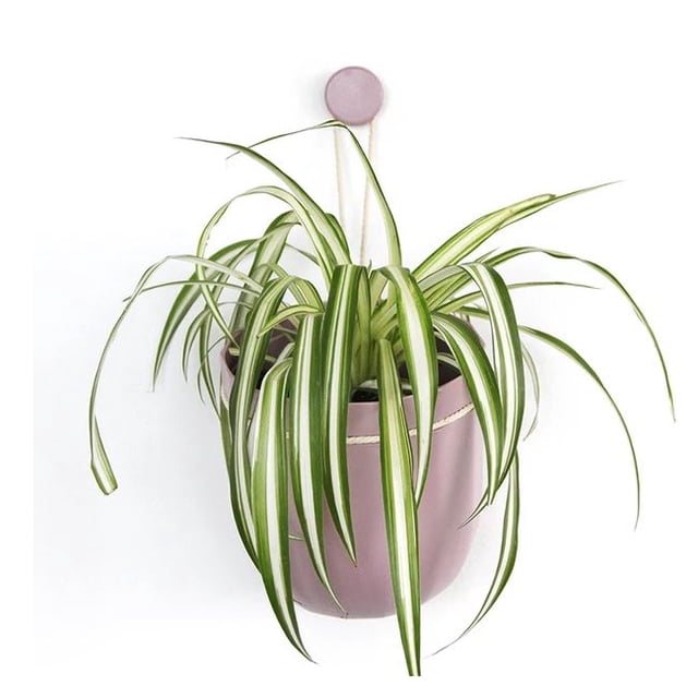Maceta Colgante Pequeña Lavanda Wally Colgante Loop MAWPGRSM-LVDR