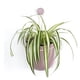 thumbnail image 1 of Maceta Colgante Pequeña Lavanda Wally Colgante Loop MAWPGRSM-LVDR, 1 of 3