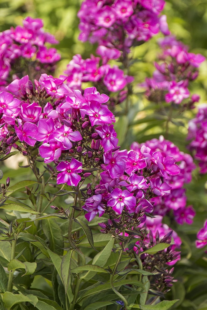Candy Store™ Series Grape Lollipop™ Phlox Perennial 2.5" Pot