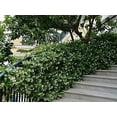 Star Confederate Jasmine I 1 Large Gallon Size Plant I Trachelospermum Jasminoides I Live