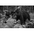 thumbnail image 2 of The Yellowstone Collection 18x13 Black Ornate Wood Framed with Double Matting Museum Art Print Titled - Black Bear, Yellowstone National Park, 2 of 4