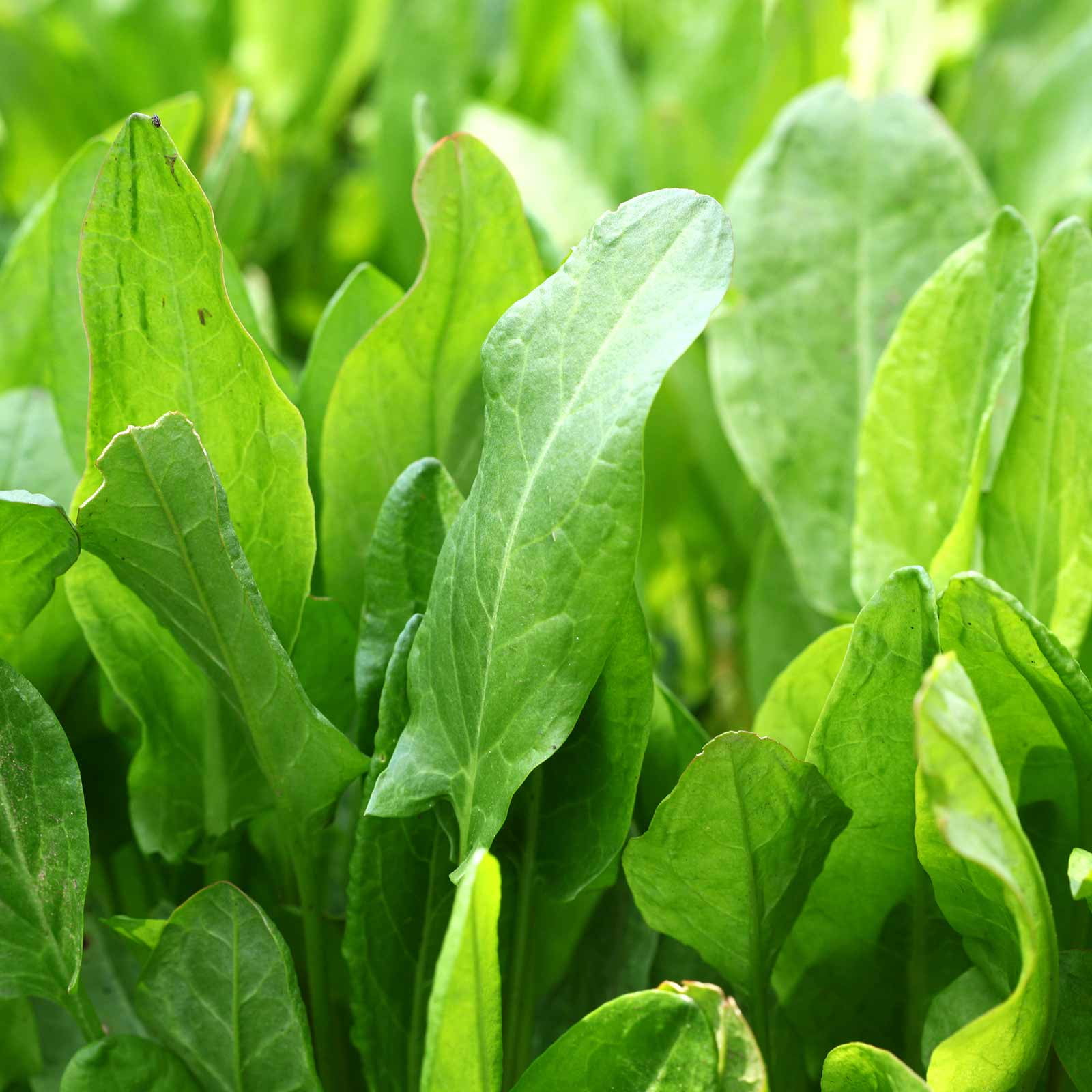 Large Leaf Sorrel Herb Garden Seeds 4 Oz NonGMO, Heirloom Herbal