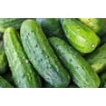 thumbnail image 4 of Sweet Burpless Cucumber Seeds/ Annual/ Full Sun/ 3800 Seeds 1/4lb/ Zellajake Farm and Garden- B48, 4 of 5