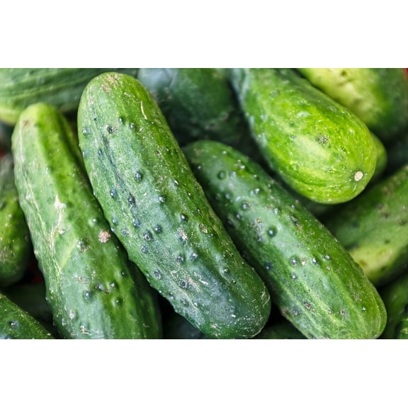 Boston Pickling Cucumber Seeds/ Annual/ Full Sun/240 Seeds 1/4 oz/ Zellajake Farm and Garden - B92