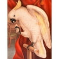 thumbnail image 3 of James Whitley, Sayer 15x18 Black Modern Framed Museum Art Print Titled - Great Sulphur-Crested Cockatoo, 3 of 5