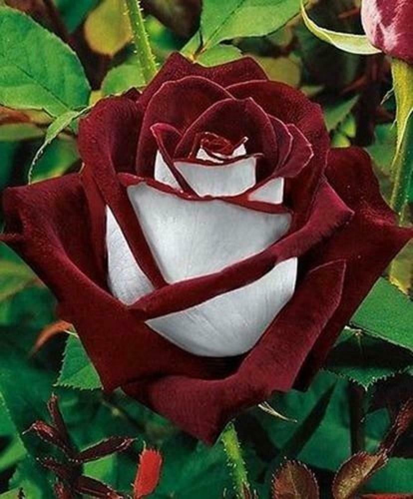 Details about   100 Rainbow Rose Seeds Flower Perennial Flowers Seed Bloom