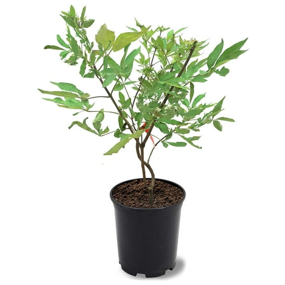 Expert Gardener Shoal Creek 1-1.5 ft Purple Vitex Live Tree in 1 Gallon Grower Pot