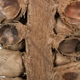 thumbnail image 3 of Vickerman 10-12" Natural Giant Seed Pod Segment - small, 1 piece, Dried, 3 of 5