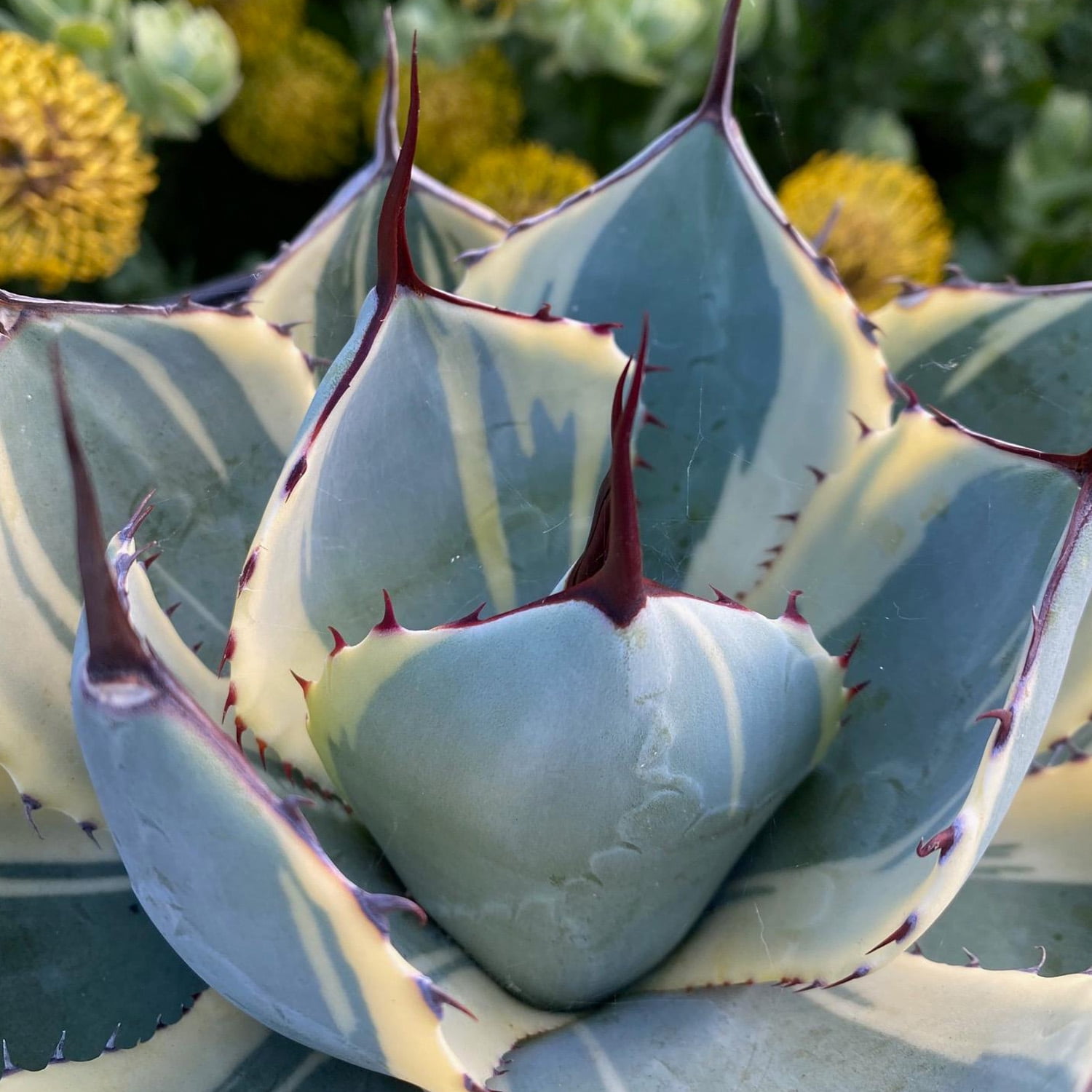 Altman Plants Variegated Agave 'Orizaba' Uncommon & Unique Succulent in 3.5" Grower Pot
