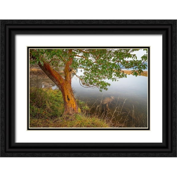 Jaynes Gallery 32x23 Black Ornate Wood Framed with Double Matting Museum Art Print Titled - Washington State-Holly Madrone tree next to Hood Canal