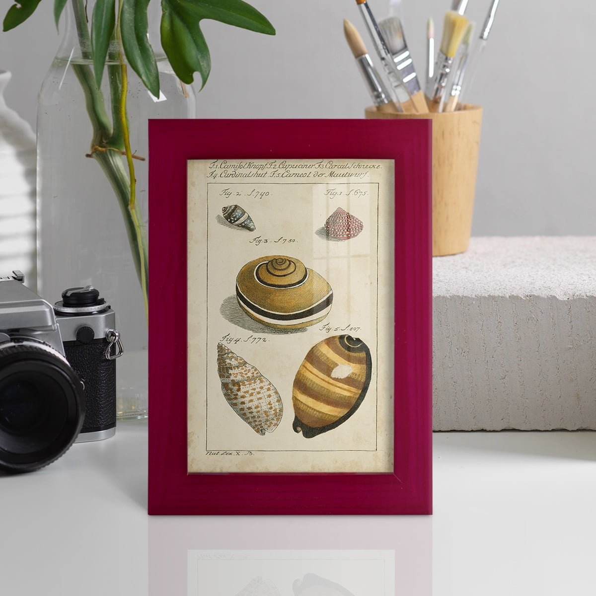 Vintage Shell Study IV -Framed Print w/glass-Cherry Red
