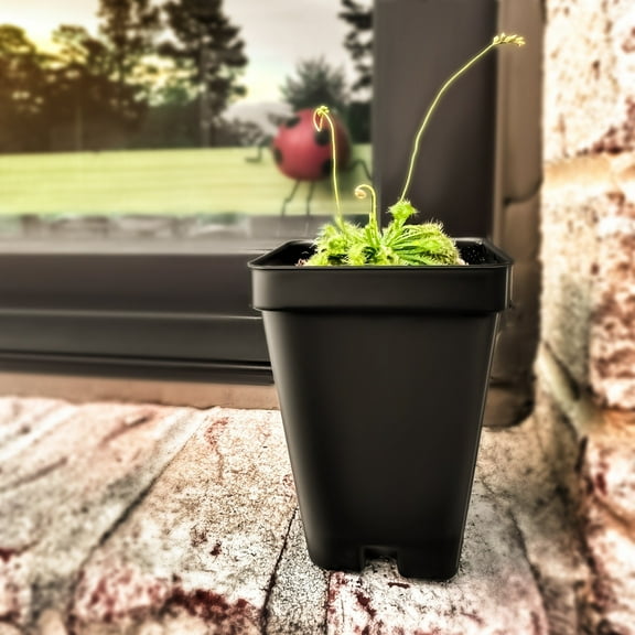 Large Size Spoon-leaved Sundew Plant. 2” Diameter, Drosera Spatulata, Carnivorous Plant