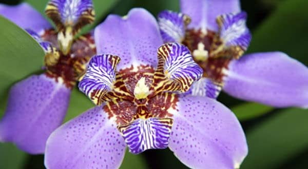 Walking Iris Regina  3 Live Plants  Giant Apostle Plant  Exotic Fragrant Blooming Specimen