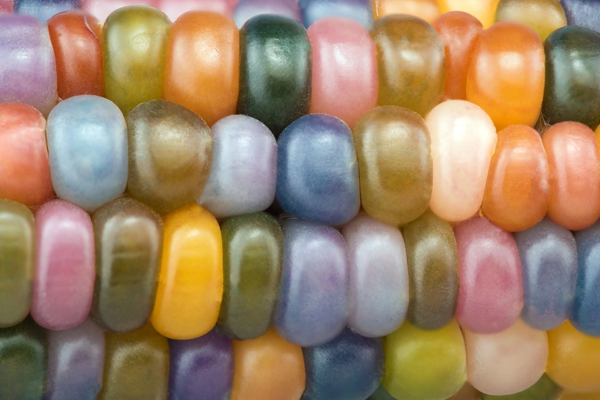 30 GLASS GEM CORN Mixed Colors Ornamental Edible Zea Mays Heirloom Vegetable Seeds - image 5 of 10