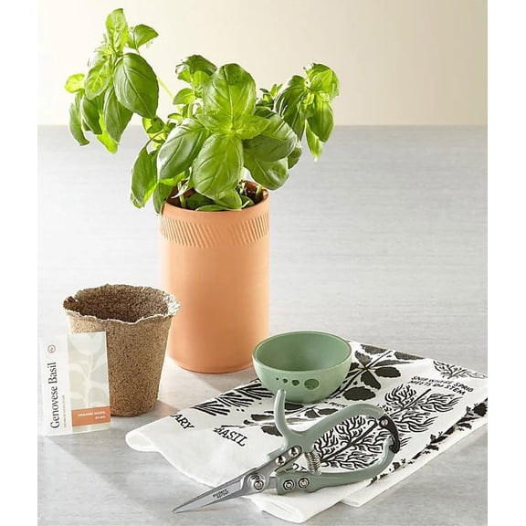 From You Flowers - Grow Your Own Basil Gift Set for Birthday, Anniversary, Get Well, Congratulations, Thank You, All Occasions