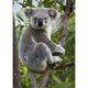 thumbnail image 1 of Drill Diamond Painting (DE4349) 5D DIY Full Cute Koala Decoración de punto de cruz (LG052) 50x70cm Hugtrwg Para estrenar, 1 of 1