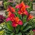 thumbnail image 4 of Canna, Low Maintenance - Ideal for Beds Borders, Plant Pots & Planters, 4 of 6