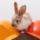 thumbnail image 2 of 100pcs Rabbit Ear Tags With Number Identification For Animal Tracking And Farm Management Durable Livestock Marking Supplies, 2 of 4