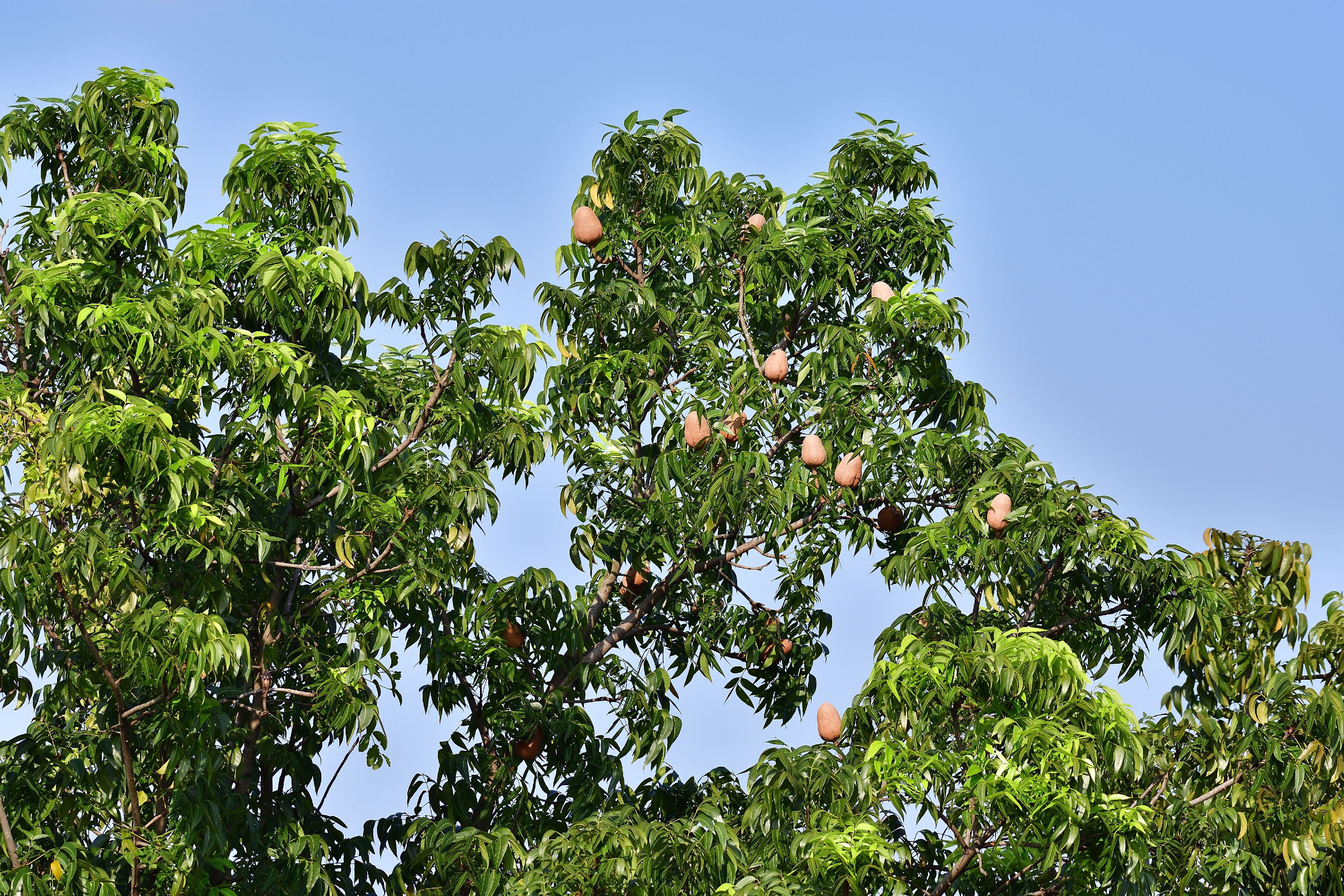 5 Seeds RARE Mahogany Tree Small Fragrant Flowers Rugged Look Bonsai or Container Tropical 5 Seeds RARE Mahogany Tree Small Fragrant Flowers Rugged Look Bonsai or Container Tropical