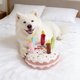 thumbnail image 5 of Este juguete de peluche con forma de pastel de cumpleaños que chirría para perros es perfecto como regalo de cumpleaños para tu perro., 5 of 6