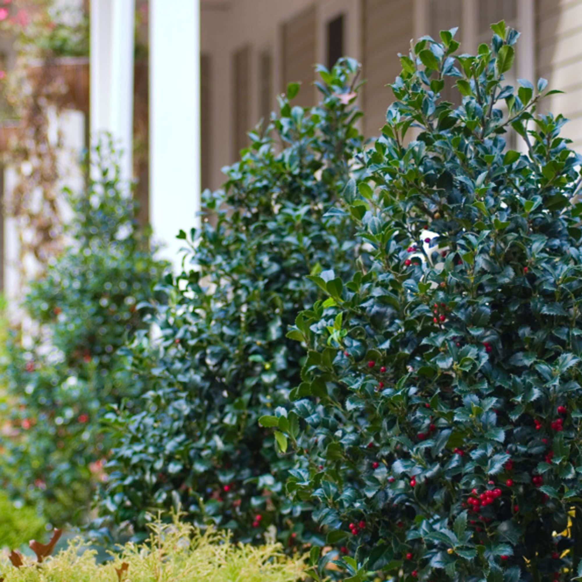 Proven Winners ColorChoice 5" Castle Spire Blue Holly Live Plant in 4.5" Pot (4 Count)