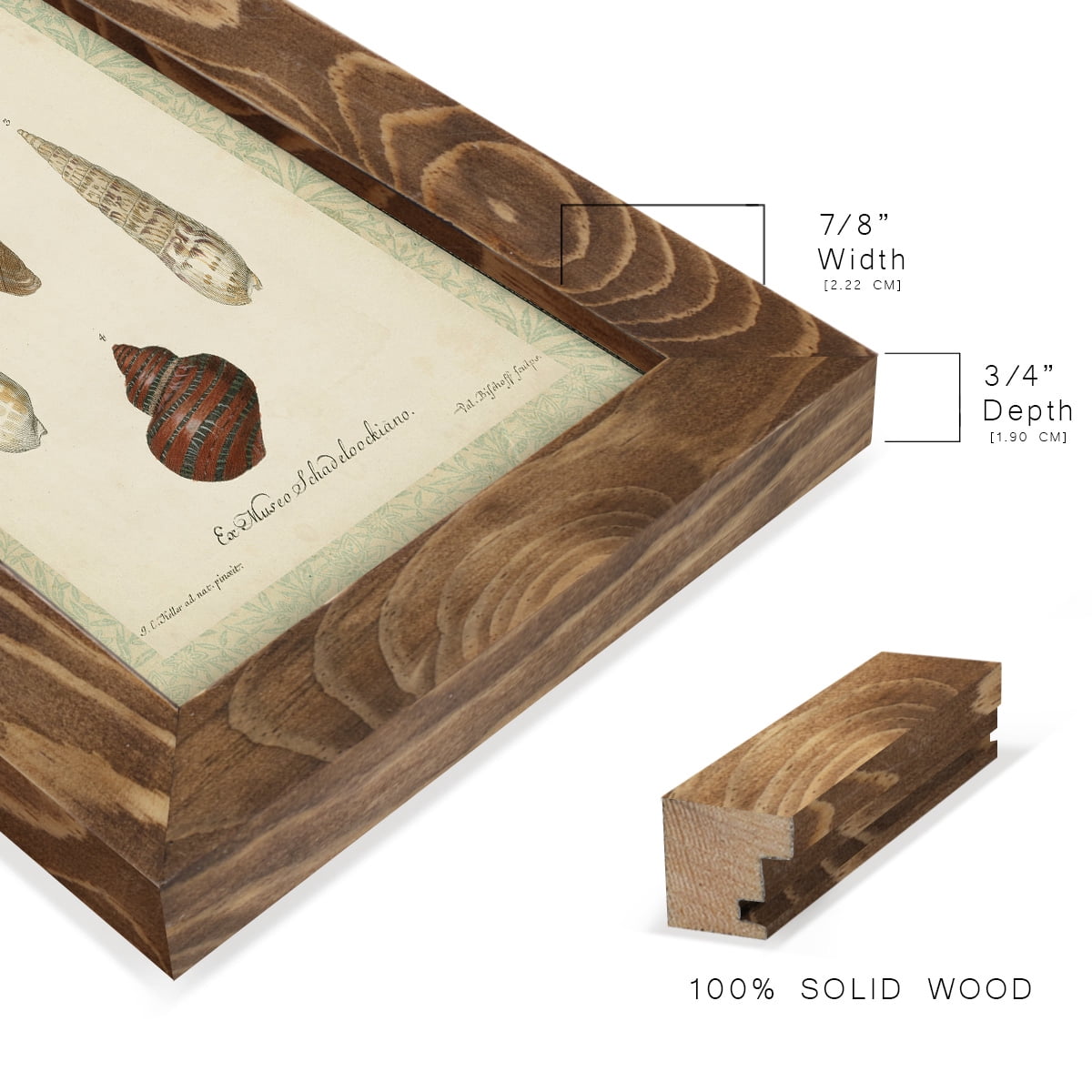 Bookplate Shells V - Framed Print w/glass - Walnut