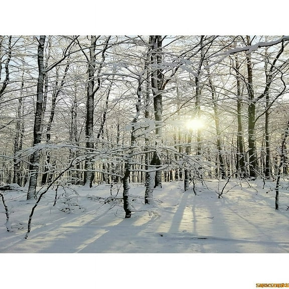 Winter Forest Snowcovered Road Photography Backdrops Blurred Landscape Snowflakes Road Spruce Trees Photo Background XD-10