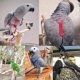 thumbnail image 4 of Arnés para pájaros y loros, correa ajustable, arnés volador para pájaros, cuerda de tracción con ala bonita para loros, adiestramiento al aire libre, 4 of 5