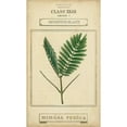 thumbnail image 3 of Vision Studio 10x14 Black Modern Framed Museum Art Print Titled - Linnaean Botany IV, 3 of 5