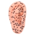 thumbnail image 1 of Modelo De Zona Del Oído, Modelo De Masaje De La Zona Del Oído Con Sensaciones Táctiles Cómodas Para La Escuela De Medicina Para El Aula Para La Enseñanza Para La Escuela ANGGREK Otros, 1 of 8