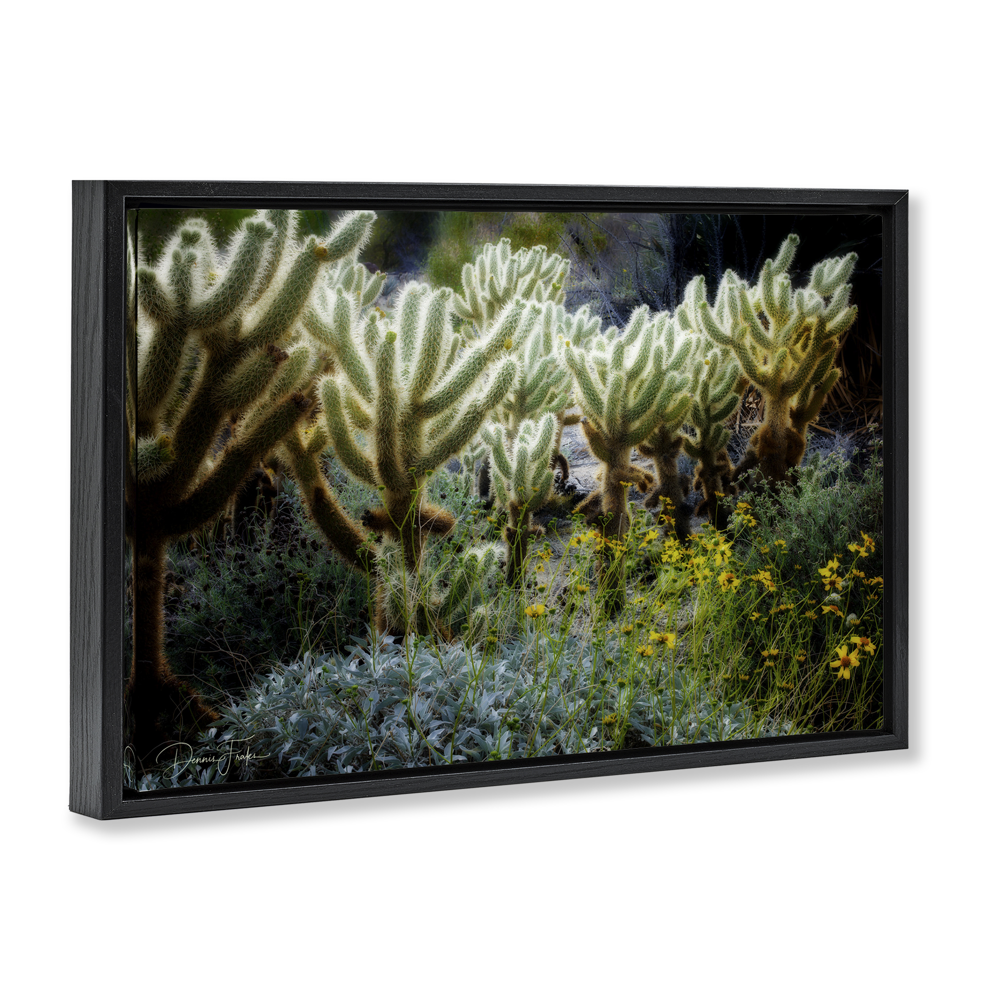 Stupell Industries Desert Cactus Forest Landscape Photography Black Floater Framed Canvas Art Print Wall Art, 31 x 21