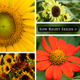 thumbnail image 3 of Large Sunflower Seed Collection - Non GMO Heirloom Varieties for your Flower Garden - 6 Count, 3 of 5