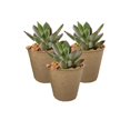 thumbnail image 1 of Juego De 50 Macetas De Plántulas Biodegradables, Macetas De Crecimiento De 8 Cm, Macetas De Plántulas, Cubo De Plántulas Para Semillas, Plántulas, Germinación (8 Cm, Redondas). Afortunado Sencillez, 1 of 1