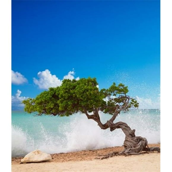 Danita Delimont PDDCA04PTH0005B Divi Divi Tree Eagle Beach Aruba Caribbean Poster Print by Paul Thompson, 11 x 14
