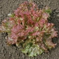 thumbnail image 1 of Lettuce New Red Fire MTO Seed, 1 of 1
