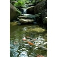thumbnail image 2 of Koi Fish Wall Mural by Wallmonkeys Peel and Stick Graphic (24 in H x 16 in W) WM348857, 2 of 4