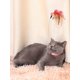 thumbnail image 4 of 1pc Feathered Self-Playing Bell Toy With Bell For Cats, Random Color, 4 of 5