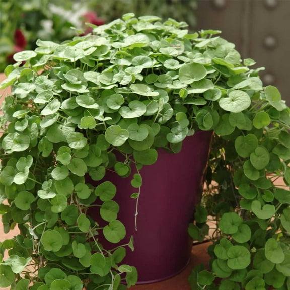 Emerald Falls Dichondra House Plant Seeds - 100 Seeds - Annual Ornamental Decorative Plant Seed - Dichondra repens