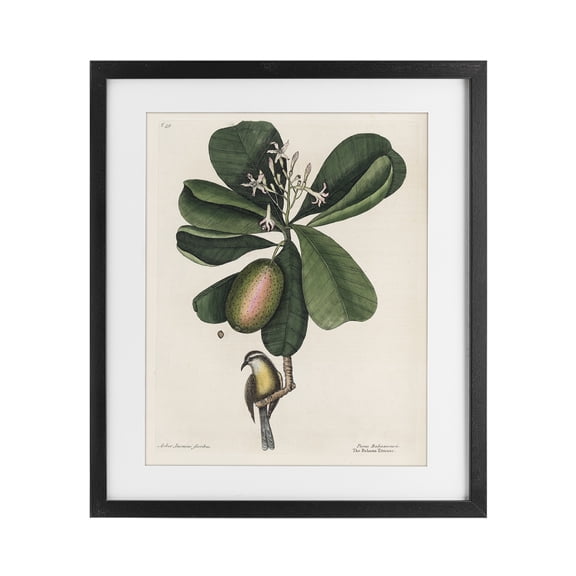 Stupell Industries French Country Catesby Flora & Fauna Black Framed Print Under Glass, 13 x 16, by Print Collection