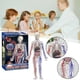 thumbnail image 2 of Human Body Structure Model with Blood Vessels, DIY Assembled Human Torso Anatomy Figure Children's Science Teaching Model Toys, 2 of 4