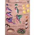 thumbnail image 1 of Donna Dewberry Arte Popular A Cuadros Criaturas Naturales De Un Trazo, 1 of 1